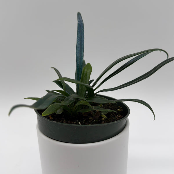 How to Care for Blue Oil Fern