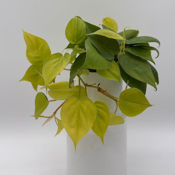 How to Care for Philodendron Lemon Lime