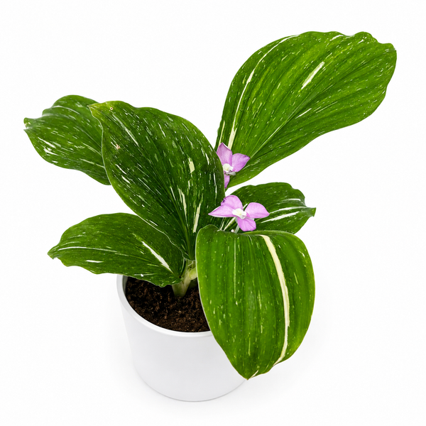 How to Care for Kaempferia 'Aurea Variegated'