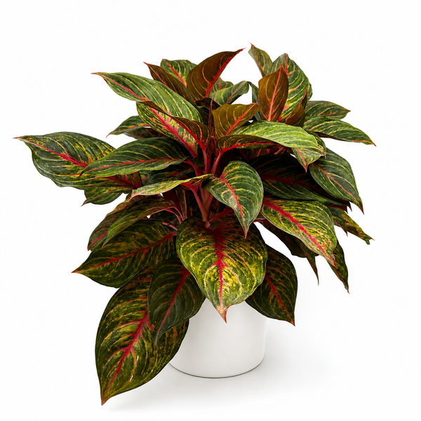 How to Care for Aglaonema Red Emerald