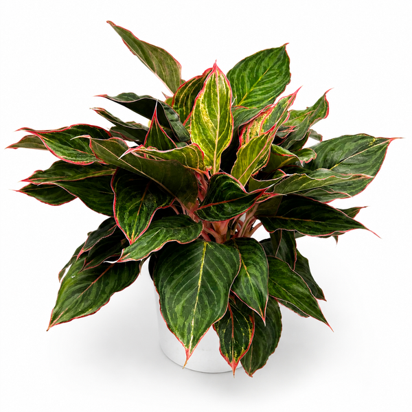 How to Care for Aglaonema 'Pink Sapphire'