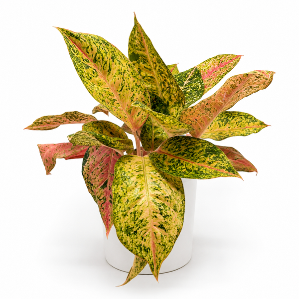 How to Care for Aglaonema 'Golden Papaya'