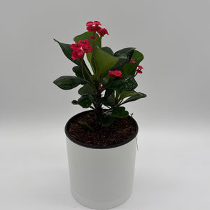 How to Care for Crown of Thorns (Euphorbia Milii)