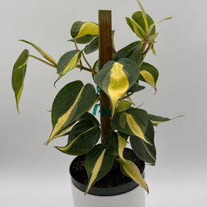 How to Care for Philodendron Brazil