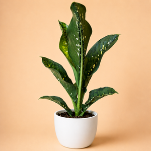 How to Care for Dieffenbachia 'Crocodile'