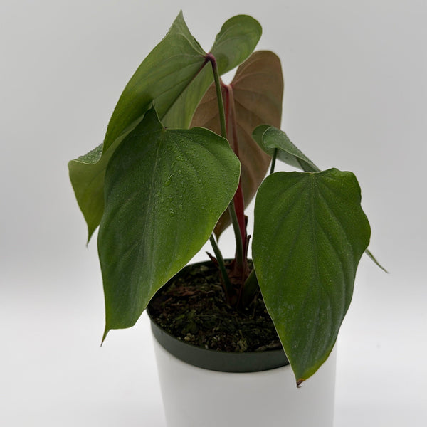 How to Care for Philodendron Lynamii