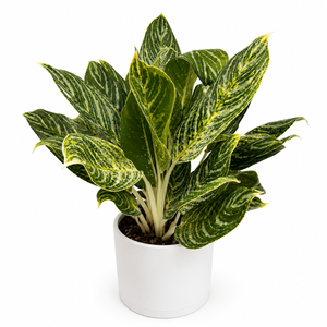 How to Care for Aglaonema 'Golden Madonna'