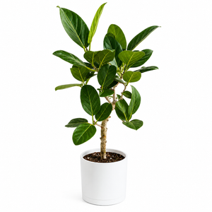 How to Care for Ficus 'Audrey' (Ficus Benghalensis)