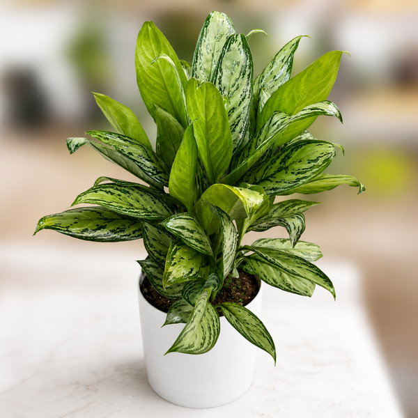 How to Care for Aglaonema 'Maria'