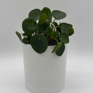 How to Care for Chinese Money Tree (UFO Plant)