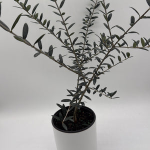 How to Care for Black Olive Tree