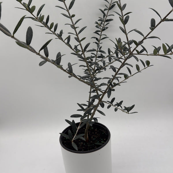 How to Care for Black Olive Tree