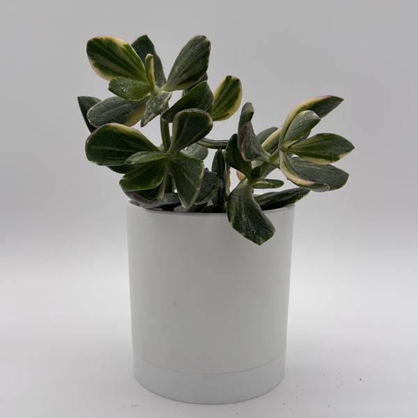How to Care for Variegated Jade Plant