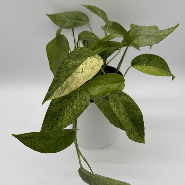 How to Care for Pothos Jungle Mint