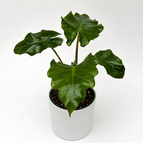 How to Care for Alocasia Low Rider