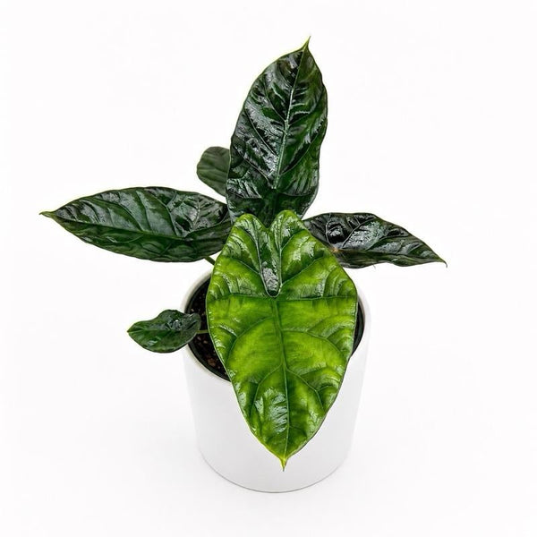 How to Care for Alocasia Sinuata 'Quilted Dreams'