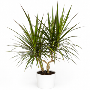 How to Care for Dracaena Marginata 'Candelabra'