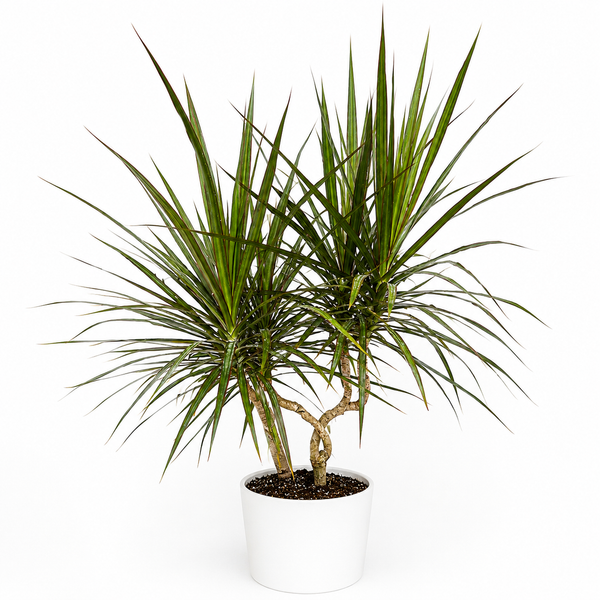 How to Care for Dracaena Marginata 'Candelabra'