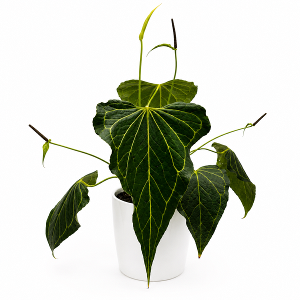 How to Care for Anthurium 'Delta Force'