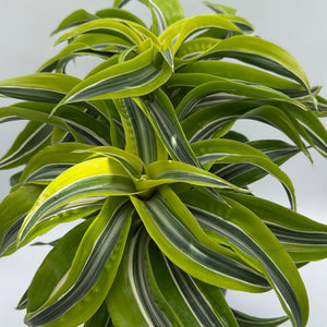 How to Care for Dracaena Lemon Surprise