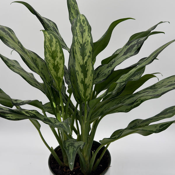 How to Care for Aglaonema Juliette