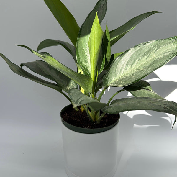 How to Care for Aglaonema Silverado