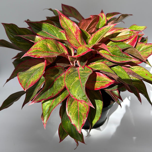 How to Care for Aglaonema Siam Aurora