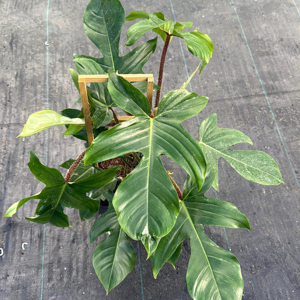 How to Care for Philodendron Squamiferum