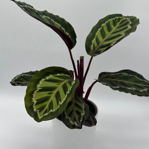 How to Care for Calathea Peacock