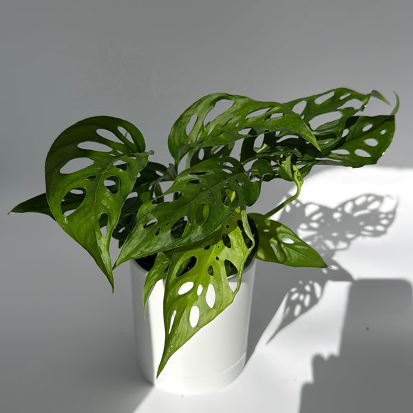 How to Care for Monstera Adansonii (Swiss Cheese Plant)