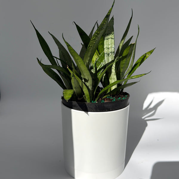 How to Care for Sansevieria Silver Streak
