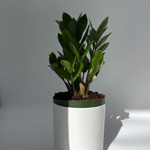 How to Care for Zamioculcas (ZZ Plant)