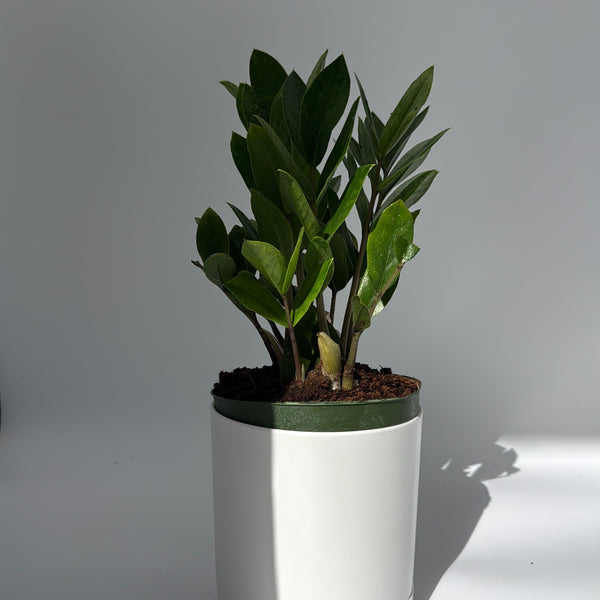 How to Care for Zamioculcas (ZZ Plant)