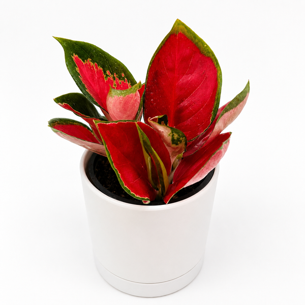 How to Care for Aglaonema 'Red Suksom'