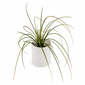 How to Care for Tillandsia Juncea