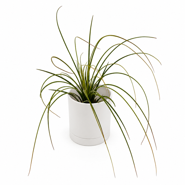 How to Care for Tillandsia Juncea
