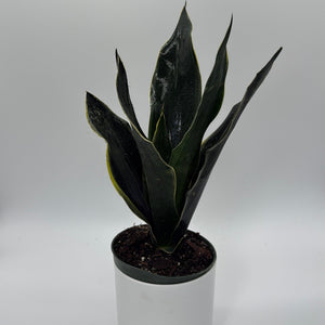 How to Care for Sansevieria Fabi