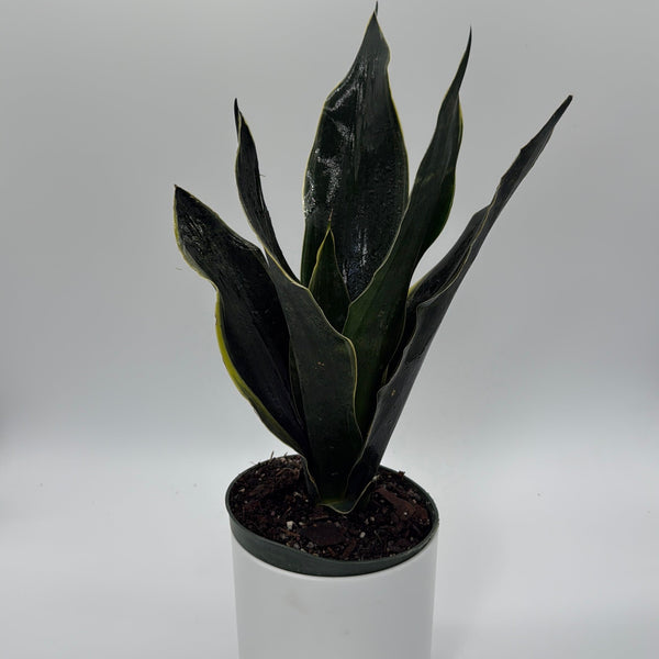How to Care for Sansevieria Fabi