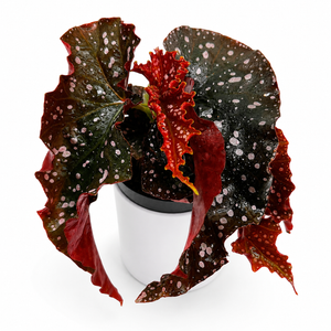 How to Care for Begonia 'Cracklin' Rosie'