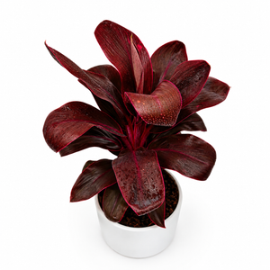 How to Care for Cordyline 'Roly'