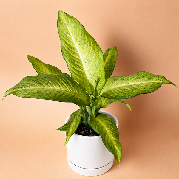 How to Care for Dieffenbachia 'Camouflage'