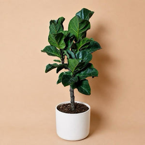 How to Care for Ficus Lyrata 'Little Sunshine'