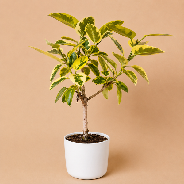 How to Care for Ficus 'Yellow Gem'