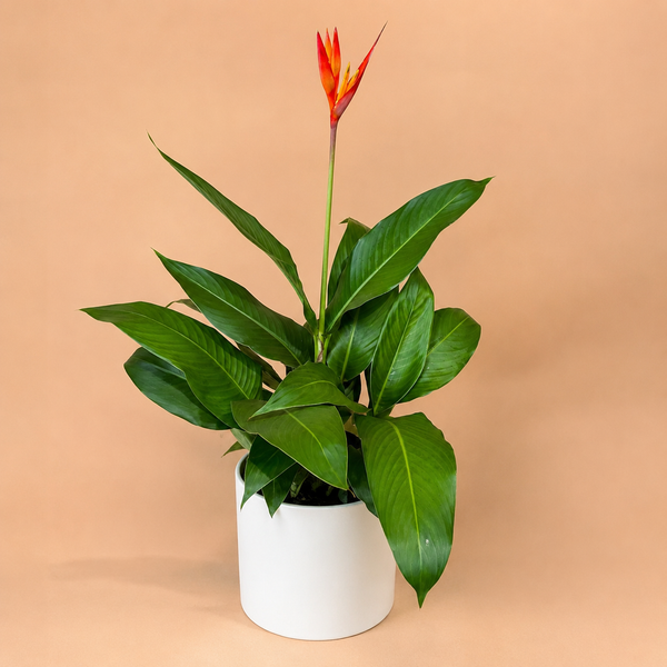 How to Care for Heliconia (Lobster Claw Plant)