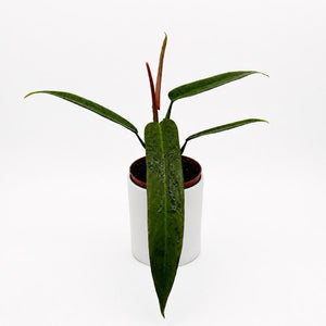 How to Care for Philodendron 'Bicolor'