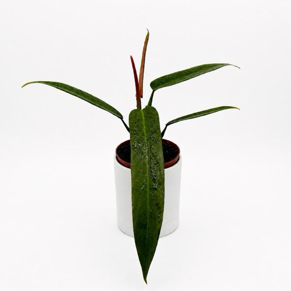 How to Care for Philodendron 'Bicolor'