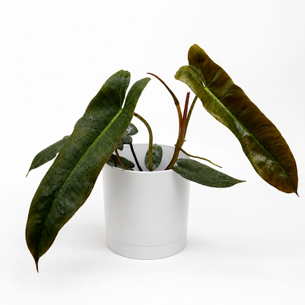 How to Care for Philodendron Atabapoense