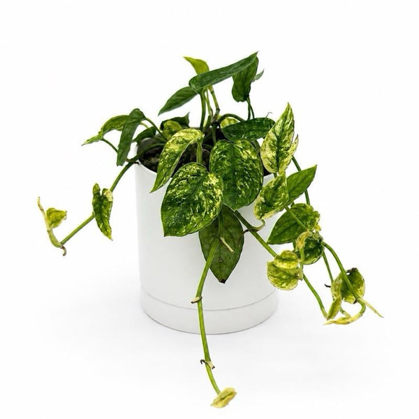How to Care for Variegated Pothos Cebu Blue