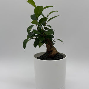 How to Care for Ficus Ginseng Pre Bonsai