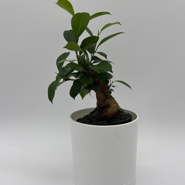 How to Care for Ficus Ginseng Pre Bonsai
